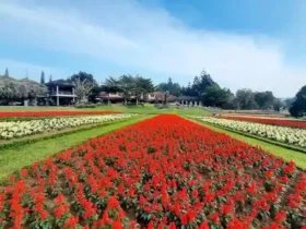 10 Rekomendasi Taman Bunga di Mojokerto yang Cocok Untuk Piknik 97 kotamojokertodotcom