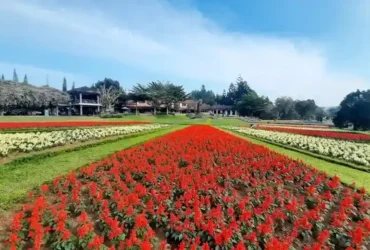 10 Rekomendasi Taman Bunga di Mojokerto yang Cocok Untuk Piknik 97 kotamojokertodotcom