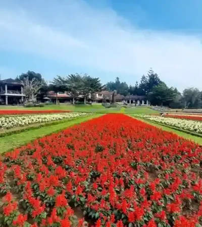 10 Rekomendasi Taman Bunga di Mojokerto yang Cocok Untuk Piknik 97 kotamojokertodotcom