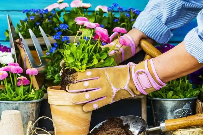 7 Tips Menanam Bunga Agar Subur Kebun Rumah Jadi Indah 48 kotamojokertodotcom